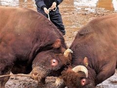 「 山古志闘牛 」 ＆ 「 弥彦・松代 」 温泉の旅 < 新潟県長岡市・西蒲原郡・十日町市 >