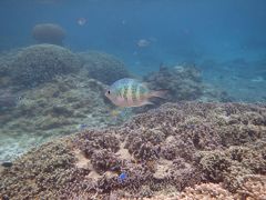 ウミガメに会いたい！春の宮古島旅行～フェリスヴィラスイート上野に宿泊～②