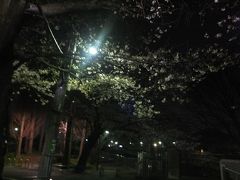 ２０１７年の桜観賞・・・・・①善福寺川緑地公園夜桜