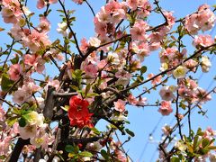 渋川の元住吉周辺の花散歩 2017（川崎）