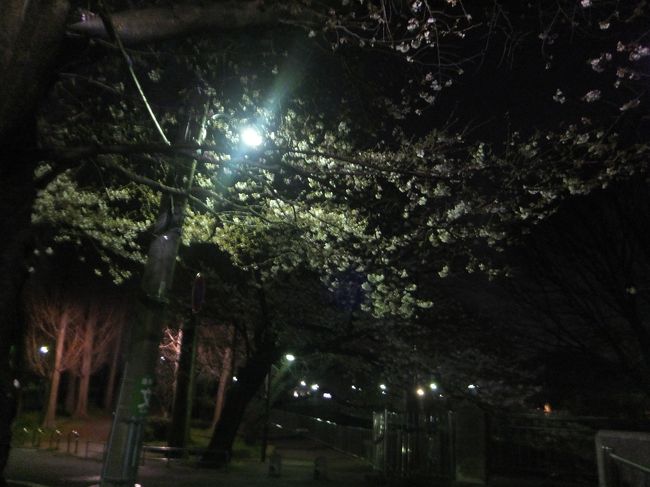善福寺川緑地公園に夜桜を観に行ってきましたが、今年(2017年)は桜の開花が遅くて満開ではありませんでした。