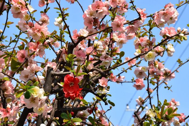 二ヶ領用水を武蔵小杉付近で分水した用水路は渋川となり、東横線元住吉方面へ流れています。<br /><br />渋川沿いには今井桜、住吉桜と呼ばれる桜並木があり、4月初めに美しい花を咲かせます。<br />昨年（2016年）の桜の見ごろは4月4日。今日（2017年3月30日）は蕾からわずかに開花したところで、今週末に寒さが舞い戻ることを考慮すると、来週末の4月8日あたりが見ごろと予想しています。<br /><br />今日は渋川の元住吉周辺の桜並木や庭木を探しながら、花散歩に出かけます。<br /><br />表紙の写真はボケの花。<br />