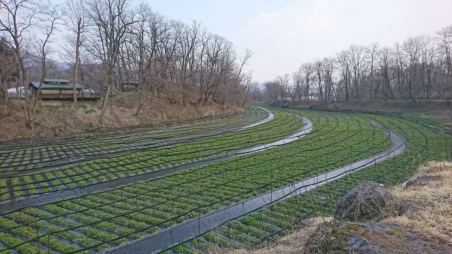 ラ・カフェテラサのスタッフ、丸山さんのお勧めで訪問いたしました「大王わさび農場」の話題です。穂高駅より徒歩で30分弱ですが、昔話や紙芝居に出てくるような、美しい田園風景と、奥にそびえる北アルプスのダイナミックな山々の景色を堪能できます。ここは是非、どんどん歩いて頂きたいです。<br />返す返すも、信州、安曇野に一目惚れの片想い状態です。