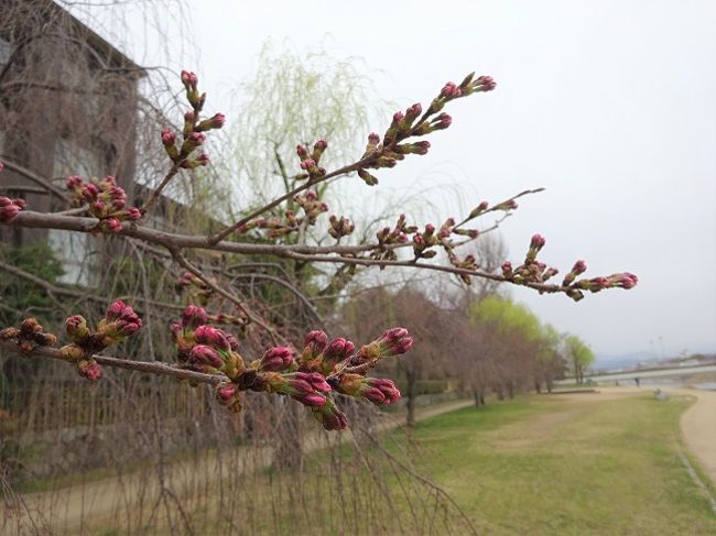 今年、春なのに寒いです。<br />桜がいつもより遅いと思います。<br />春シーズン、ヒマなので(^_^;)、毎日鴨川散歩。<br />桜の進捗をUPしてみます。<br /><br />これは3月31日AM現在、小雨です…。<br />たぶん京都街中さくらの見頃は来週末ぐらいかな～？<br />