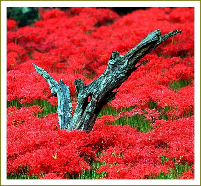 ■あかいあかい曼珠沙華♪自然の中で咲くヒガンバナの花はとても美しい／広島県三次市吉舎町辻地区彼岸花の里　<br /><br />【　手記　】<br />　吉舎町辻地区は２年ぶりの訪問、お花観賞は脳内リフレッシュ！の特効薬です。 <br />　1年前の旅行記です。で、今2017年09月16日現在はと言うと、長い介護生活をやっと終えて、体調異変が起こってしまい絶不調の毎日。外に出かけることもなく、未だに体調回復のためにずっと自宅で休養しております。<br />　なので、今は外に出かけることもなく、自宅で体調が良いときを見計らって（時にはわれらがカープの中継を見ながら）ちょこちょこと昔のブログや写真を突いております。 <br />　毎年、季節・時期によって行く所はいつも同じ。旅行記も同じ内容のものになりがちです。（旅行記を作るのにはその方が楽ちん＾＾）でも最近は疲れやすいのでまったくやる気がおきない。<br /><br />▽辻彼岸花の里／広島県三次市吉舎町辻地区<br />　辻地区のヒガンバナの群生地は、馬洗川と水田に囲まれた栗林を縫うように広がっており、自生していたものが自然に増えてできましたが、十数年前から地元のボランティアの方々が手入れをしながら、「彼岸花の里」と名付けて守り続けてきたといいます。<br />　この群生地は、長年に渡って地元の方が草刈りなどの環境整備をされており、ヒガンバナの名所として講談社発行『週刊 花百科2004.9.16号』で、彼岸花(ヒガンバナ)の名所全国ベスト10に選ばれました。<br />　造られた花園ではなく、地域のみなさんの懸命な努力により、自然の中で花を咲かせるヒガンバナはとても美しく、多くの方が彼岸花の里を訪れています。<br /><br />▽ヒガンバナ（曼珠沙華）<br />　ヒガンバナは、日本と中国に分布し秋の彼岸ころに野山を赤く彩るので、この名があります。ヒガンバナの別名はマンジュシャゲ（曼珠沙華）、レッドスパイダーリリー。 <br />　北海道から沖縄に広く分布しますが、昔、中国から渡来したものと考えられています。見ごろは９月下旬～１０月上旬ころです。 <br />　鱗茎はいろいろなアルカロイドを含む有毒植物ですが、たん切り・咳止めとしての薬用効果があるそうです。<br />　鱗茎とは地下茎の一種の事で、多数の葉が短い茎の周囲に生じ養分を貯蔵して多肉となり、それが球形や卵形になったものの事をいいます。 <br />　花言葉は「情熱」「悲しい思い出」「独立」「再会」「あきらめ」だそうです。また、特殊な美しさから「想うはあなた一人」「また会う日を楽しみに」の花言葉もあります。<br />～　金子みすゞ （1903-1930）さんの詩　～<br />　　地面（ぢべた）のしたに棲むひとが<br />　　線香花火をたきました<br />　　あかい　あかい　曼珠沙華　　　