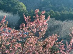 【諏訪の原公園・小田原フラワーガーデン・おかめ桜の里】桜とか梅とか、いろんな花を見に行ったよ。