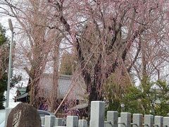 亀久保神明神社の紅枝垂れ桜を見る