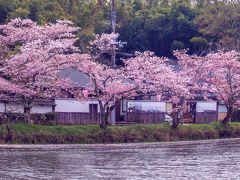 丹波篠山　桜まつり　池に　桜の　花びらが～　日本　花のじゅうたん　♪　♪