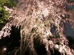 上野で夜桜見物(2017年3月)