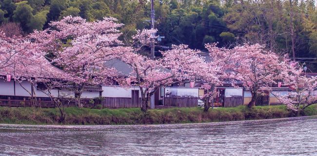 　丹波篠山　桜まつり　　　２０１６年　4月<br /><br />　丹波篠山　白壁と　桜の　コラボが　日本　独特の<br /><br />　美しさを　彩っている～<br /><br />　池に落ちた　桜の　花びら　日本　原風景　最高の<br /><br />　春のショット！！２０１６年　４月　さくら祭り<br /><br />　期待して　待っていた　瞬間が　訪れます。<br /><br /> ２０１７年　４月　2日　今日ですが　芦屋　夙川の　桜　見に行って<br /><br />来ましたが　ほとんど　つぼみです。<br /><br />去年より　半月　咲くのが　遅いようです。残念です～<br /><br />花粉症　ひどいですが　この時期は　逃せません！！