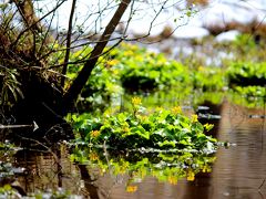 ◆福島・四季・彩々・Ｐａｒｔ,６１　早春の候