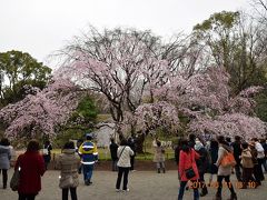 【東京散策62】 田園調布のまだ早かった桜坂と、5分咲きの六義園しだれ桜、播磨坂の桜をハシゴしました