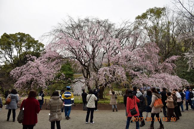 開花宣言が出た3月最終日、休暇を取ってたんで天気はあまり良くなかったですが、都内の桜散策に繰り出しました。<br />普段は目的地の最寄駅を出発しての周囲の散策ですが、今回は桜お目当てですので田園調布の桜坂から鉄道移動して六義園のしだれ桜、茗荷谷の播磨坂の桜をハシゴしてみました。<br /><br />桜坂は歌手の福山雅治さんの2000年発売の大ヒット曲のモデルとなった場所として有名で大田区田園調布本町に実在する場所です<br />諸説ありますが東京都大田区の桜坂と福山さんの出身地の長崎市近隣の西海市大瀬戸町の桜坂がモデルとなっているそうです。<br /><br />■コース<br />東急田園調布駅⇒田園調布3丁目⇒多摩川⇒桜坂⇒東急多摩川駅⇒東京メトロ駒込駅⇒六義園⇒東京メトロ茗荷谷駅⇒播磨坂<br /><br />前回で東京散策シリーズも60本に到達しましたので1から並べてみました。<br /><br />■東京散策旅行記<br />【東京散策1】 江戸東京博物館～改修中の浅草寺<br />http://4travel.jp/travelogue/10899215<br />【東京散策2】 3連休の真ん中に柴又散策に出掛けました<br />http://4travel.jp/travelogue/10869090<br />【東京散策3】 葛飾区亀有　こちら亀有公園前派出所の両さん像巡り<br />http://4travel.jp/travelogue/10870813<br />【東京散策4】 出張ついでの…#20 (^^ゞ 小金井市の江戸東京たてもの園<br />http://4travel.jp/travelogue/10876566<br />【東京散策5】 出張ついでの…#22 (^^ゞ 昭和レトロな青梅宿<br />http://4travel.jp/travelogue/10888758<br />【東京散策6】 都内最大規模の再開発都市 汐留シオサイト イタリア街散策<br />http://4travel.jp/travelogue/10933284<br />【東京散策7】 佃煮発祥の地　中央区 佃島<br />http://4travel.jp/travelogue/10935054<br />【東京散策8】　もんじゃ焼の店だらけの 月島<br />http://4travel.jp/travelogue/10935142<br />【東京散策9】　1970年までは可動橋だった勝鬨橋と勝どき散策<br />http://4travel.jp/travelogue/10935331<br />【東京散策10】　活気あるセリが見れなかった日中の静寂な築地市場<br />http://4travel.jp/travelogue/10937066<br />【東京散策11】 東京ベイエリアの夜景スポット晴海埠頭<br />http://4travel.jp/travelogue/10937408<br />【東京散策12】 皇居半蔵門～反時計周りで平清盛の首塚までを散策<br />http://4travel.jp/travelogue/10963784<br />【東京散策13】 昔ながらの街並みとネコの谷根千 谷中散策<br />http://4travel.jp/travelogue/10970609<br />【東京散策14】 浜離宮恩賜庭園に行ってみました<br />http://4travel.jp/travelogue/10976031<br />【東京散策15】 離島への出発港の竹芝桟橋<br />http://4travel.jp/travelogue/10976618<br />【東京散策16】 羽田空港国際線ターミナル内にある江戸小路<br />http://4travel.jp/travelogue/10983716<br />【東京散策17】 お台場のデックス東京ビーチにある昭和レトロな台場一丁目商店街<br />http://4travel.jp/travelogue/10988297<br />【東京散策18】 三田の幽霊坂と日本のサクラダファミリア蟻鱒鳶ル（アリマストンビル）<br />http://4travel.jp/travelogue/10989846<br />【東京散策19】 上野恩賜公園を散策しました<br />http://4travel.jp/travelogue/10991205<br />【東京散策20】 サザエさんの桜新町を散策<br />http://4travel.jp/travelogue/10994084<br />【東京散策21-前編】 春の隅田川テラスを歩く　築地～両国橋<br />http://4travel.jp/travelogue/10997499<br />【東京散策21-後編】 春の隅田川テラスを歩く　蔵前橋～千住汐入大橋　<br />http://4travel.jp/travelogue/10998918<br />【東京散策22】 日本一の調理専門商店街のかっぱ橋道具街<br />http://4travel.jp/travelogue/11001611<br />【東京散策23】 年中混雑している浅草界隈をぐるっと散策しました<br />http://4travel.jp/travelogue/11001838<br />【東京散策24-1】5月場所前の相撲の町、両国界隈を散策しました<br />http://4travel.jp/travelogue/11007581<br />【東京散策24-2】携帯電話の歴史と進化がわかるＮＴＴドコモ歴史展示スクエア<br />http://4travel.jp/travelogue/11007512<br />【東京散策24-3】東京の悲惨な時代を物語る関東大震災や東京空襲を追悼する横網公園<br />http://4travel.jp/travelogue/11009692<br />【東京散策25】 のらくろ商店街の森下と清澄白河の深川江戸資料館<br />http://4travel.jp/travelogue/11007979<br />【東京散策26】ウルトラ兄弟が街中に溢れる祖師谷ウルトラマン商店街とTOHOスタジオ<br />http://4travel.jp/travelogue/11017020<br />【東京散策27】東京大空襲の戦火を免れた失われつつある戦前の建物が残る墨田区京島<br />http://4travel.jp/travelogue/11017605<br />【東京散策28】100周年の歴史とビューポイントからの昼と夜の東京駅<br />http://4travel.jp/travelogue/11019091<br />【東京散策29-1】ひこにゃんのモデルにもなった招き猫(=^・^=)さんだらけの世田谷豪徳寺<br />http://4travel.jp/travelogue/11021734<br />【東京散策29-2】カラフル電車が走り、環状7号線と交差点クロスがある東急電鉄世田谷線<br />http://4travel.jp/travelogue/11021790<br />【東京散策29-3】鉄道模型がオーダーを運んでくる鉄道ムードのカレー店 ナイアガラ<br />http://4travel.jp/travelogue/11021955<br />【東京散策30-1】東京スカイツリー駅から2駅の東向島駅直結の墨田東武博物館<br />http://4travel.jp/travelogue/11022983<br />【東京散策30-2】紫陽花やたくさんの季節の花が咲く向島百花園<br />http://4travel.jp/travelogue/11023596<br />【東京散策31】都会の秘境駅 市場前駅と建設中の豊洲新市場周辺散策<br />http://4travel.jp/travelogue/11025677<br />【東京散策32】勝ち組が集まる六本木ヒルズに負け組(^_^;)が行ってみた &lt;(_ _)&gt;<br />http://4travel.jp/travelogue/11026541<br />【東京散策33】高級ブランド店が立ち並ぶ銀座のアートな建物の昼と夜を散策しました<br />http://4travel.jp/travelogue/11033504<br />【東京散策34】立石～四ツ木散策と100円手動(笑)販売機の立石バーガーのいま<br />http://4travel.jp/travelogue/11048898<br />【東京散策35】 SPORT×ART SHINTOYOSUアート広場のART ZOOとTOYOSU RING<br />http://4travel.jp/travelogue/11039512<br />【東京散策36】アートアクアリウム最終日、入場制限で断念して日本橋ぶら～り・・・<br />http://4travel.jp/travelogue/11063271<br />【東京散策37】 宿場町から新興住宅まで新旧入り混じった北千住～南千住までの散策<br />http://4travel.jp/travelogue/11067761<br />【東京散策38-1】 10分で登頂できる冨士登山道がある品川神社　<br />http://4travel.jp/travelogue/11068797<br />【東京散策38-2】 江戸時代からの景色を残す品川浦～近代的な天王洲アイル<br />http://4travel.jp/travelogue/11069671<br />【東京散策39-1】 四谷怪談とは違ったお岩さんの於岩稲荷～新宿巡り<br />http://4travel.jp/travelogue/11071120<br />【東京散策39-2】 解体された国立競技場とバラ花壇が満開の新宿御苑<br />http://4travel.jp/travelogue/11071819<br />【東京散策40-1】 地下巡路がある玉川大師と自然環境と調和したお洒落な街並みの二子玉川<br />http://4travel.jp/travelogue/11073740<br />【東京散策40-2】 別世界が広がる都会のオアシス、都内唯一の等々力渓谷<br />http://4travel.jp/travelogue/11075073<br />【東京散策41-1】 都電荒川線1日制覇 （三ノ輪橋～向原）<br />http://4travel.jp/travelogue/11080905<br />【東京散策41-2】 都電荒川線1日制覇 （東池袋～早稲田）<br />http://4travel.jp/travelogue/11084091<br />【東京散策42】 普段は入れない皇居乾通り秋の一般公開<br />http://4travel.jp/travelogue/11082564<br />【東京散策43】 街全体が路上アート　ファーレ立川<br />http://4travel.jp/travelogue/11087545<br />【東京散策44】 百段階段抜きでも見どころ沢山の目黒雅叙園<br />http://4travel.jp/travelogue/11088154<br />【東京散策45】 Tokyo Michiterasu 2015 ～Lighting Bench Art～<br />http://4travel.jp/travelogue/11089011<br />【東京散策46】 寒風吹く中の足立区郷土博物館～厄除け西新井大師までを散策しました<br />http://4travel.jp/travelogue/11101658<br />【東京散策47】 スカイツリー近くにある南北約2ｋｍの細長い大横川親水公園<br />http://4travel.jp/travelogue/11104801<br />【東京散策48】 浅草六区と47都道府県のふるさとが集結した まるごとにっぽん を散策<br />http://4travel.jp/travelogue/11107482<br />【東京散策49】 湯島天満宮～東大赤門通り抜け～旧岩崎邸庭園<br />http://4travel.jp/travelogue/11120543<br />【東京散策50】 さくら散り始めのお江戸深川さくらまつりと富岡八幡宮、深川不動尊を散策<br />http://4travel.jp/travelogue/11122773<br />【東京散策51】 浅草徒歩圏内のDEEPスポット・スロープカーで登る待乳山聖天～招き猫発祥の今戸神社～あしたのジョーのふるさとのいろは商店街<br />http://4travel.jp/travelogue/11135647<br />【東京散策52】 めざましTVでお馴染みの紙兎ロペ背景と新江戸川庭園～椿山荘<br />http://4travel.jp/travelogue/11144495<br />【東京散策53】 宝くじ買いに行って皇居一般参観整理券最後の1枚GETしました<br />http://4travel.jp/travelogue/11163505<br />【東京散策54】 お茶の水楽器店街～秋葉原B1グランプリ食堂・2ｋ540～上野西洋美術館までを散策しました<br />http://4travel.jp/travelogue/11165981<br />【東京散策55】 忘れていた試験合格お礼参り (^^ゞ と前回パスしたサッカーミュージアム～水道歴史館を散策しました<br />http://4travel.jp/travelogue/11177082<br />【東京散策56】 連載終了こち亀社会現象とおそるべし(^_^;)人気の日本橋タカシマヤで開催のこち亀展<br />http://4travel.jp/travelogue/11173741<br />【東京散策57】 築地秋祭りと盛土問題の豊洲新市場の新旧市場を散策してみた<br />http://4travel.jp/travelogue/11182829<br />【東京散策58】 晩秋の紅葉を見に六義園と旧古河庭園に行ってみた<br />http://4travel.jp/travelogue/11196426<br />【東京散策59】 赤穂四十七義士墓所の泉岳寺と高輪を散策しました<br />http://4travel.jp/travelogue/11221574<br />【東京散策60】 都内で一番社長が住む街の江東区大島を散策しました<br />http://4travel.jp/travelogue/11224761<br />【東京散策61】 小型船舶免許更新のついでに夢の島公園を散策<br />http://4travel.jp/travelogue/11230250<br /><br />