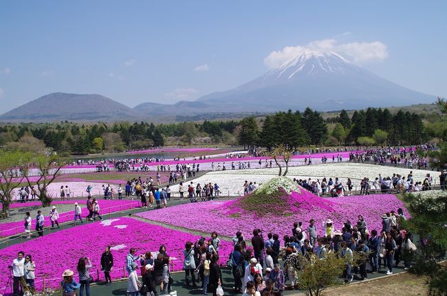 本栖湖リゾートの「富士芝桜まつり」へ行ってきました。<br /><br />＊残念ながら富士山頂付近の雲は切れてくれませんでした<br />