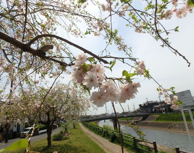 ひれがさき、と読みます。<br /><br />春から初夏へ<br /><br />散りゆく桜を愛でてきました。