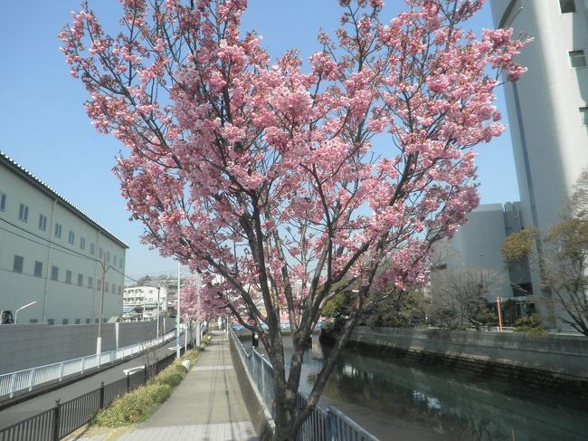 3月も終わりになり、忙しい時期ですが桜前線を探しに散策。<br />この一週間は肌寒い日が続きまして開花は進みまさんでした。<br />横浜の桜は四月第一週が見頃になりそうです。