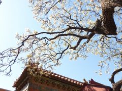 春の北京をお散歩◇天安門広場、故宮博物院から景山公園、南鑼鼓港へ
