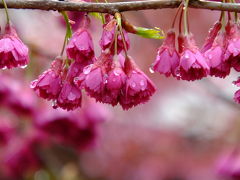 京の桜を探しに行こう　速報！2017年