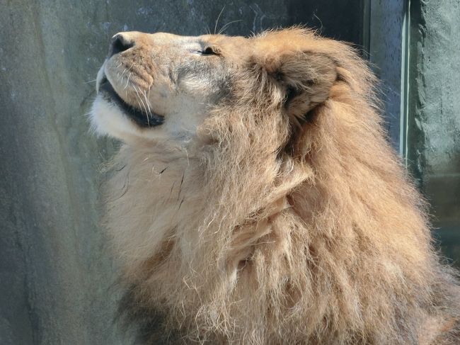 札幌　夜景で乾杯、ホテルでくつろぎ、動物園にも行ってみた！