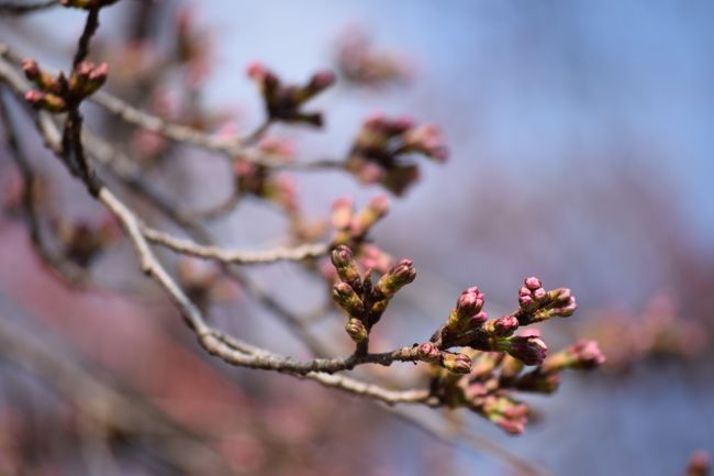 いつも満開ばかりを狙っていたけど<br /><br />咲き始めって、悪くないナ<br />いやむしろ、好きかも<br /><br />なんつったって、恐怖の京都が<br />混んでない♪