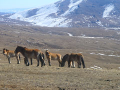 世界最後の野生馬タヒが生きる、大自然のホスタイ国立公園へ