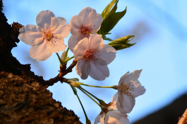 <br />目黒川の桜のつぼみが開き1週間経過した2日日曜日の朝、目黒川の桜を見に行きました。<br />開花後寒い日が続いたせいか、つぼみの開花は進んでいなくて、場所によってかなりばらつきが出ていました。<br />山手通りの交差する池尻側のほうが開花は早いようで3分から５分咲き<br />中目黒駅に近い辺りはまだちらほら咲き始めの状態でした。<br />満開まではまだ４，５日かかりそうです。