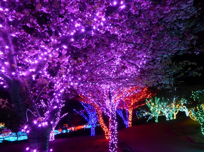 春の優雅な伊豆♪　Vol.19（第2日目）　☆伊豆高原：「グランイルミ」妖艶な夜桜は美しい♪「ウブドの森」夜食ラーメンをほっこりと頂く♪