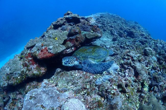 いつか行ってみたい!と思っていた屋久島。<br />でも、トレッキングとか体力いるし、時間と元気があるうちに行ってしまわねば!と思い立ち、一人旅で行ってきました。<br /><br />1日目~一湊でスキューバダイビング<br />2日目~白谷雲水峡から縄文杉へのトレッキング<br />3日目~観光バスツアーを予約し、屋久島一周<br />4日目~帰宅