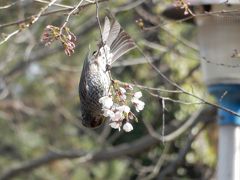 桜散歩2017～小石川～