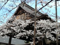 桜を求めて東京散歩