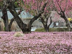 桃の花の里