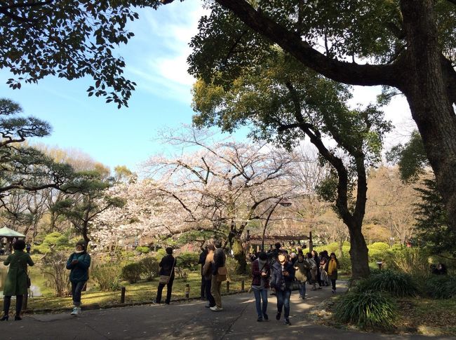 いよいよ桜も咲き始めた都内<br />今日のオフは昼から花見ツアー<br />昨年は都バスで港区花見ツアーだったので、今年は目黒川をスタートに日比谷線の始発駅中目黒から日比谷線各駅停車の花見ツアーに<br />東京メトロの２４時間乗り放題切符６００円をフルに使ったな<br /><br />花見駅は以下１１駅周辺で～す！<br />中目黒、目黒川の桜<br />恵比寿、西口ロータリーの桜<br />広尾、有栖川宮記念公園の桜<br />六本木、ミッドタウン桜坂の桜<br />神谷町、高本製麺所前の桜<br />霞ヶ関、外務省岸田さん家の桜<br />日比谷、日比谷公園の桜<br />銀座、数寄屋橋交差点交番の桜<br />築地、隅田川沿はとば公園の桜<br />八丁堀、桜川公園の桜<br />人形町、偶然入った店名がさくらさく、飲んで〆の夜桜<br /><br />