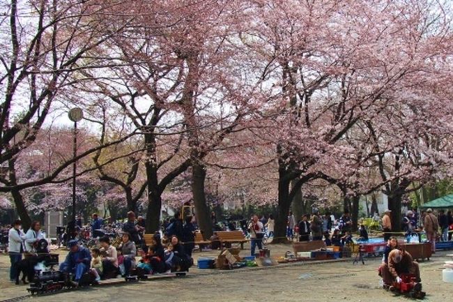 今年は桜の開花は早かったが、その後寒い日が続き開花が進まず2017年4月2日現在まだ満開に至っていません。<br />咲き具合を確認に林試の森公園へ行ったところ日本小型鉄道クラブの方々がミニ蒸気機関車などを走らせていました。<br />染井吉野は５分咲き程度ですが、久しぶりに晴れたので花見客は多かったですね。<br />2017年4月6日に再度林試の森公園に行ったところ満開でした。<br />その日の分を追記します。