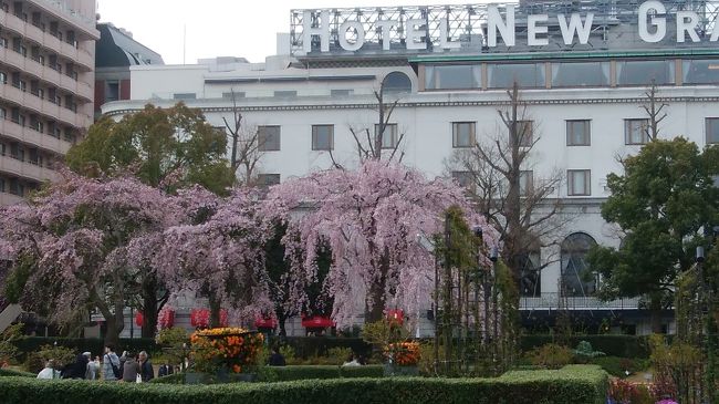 山下公園の美しいシダレ桜!!