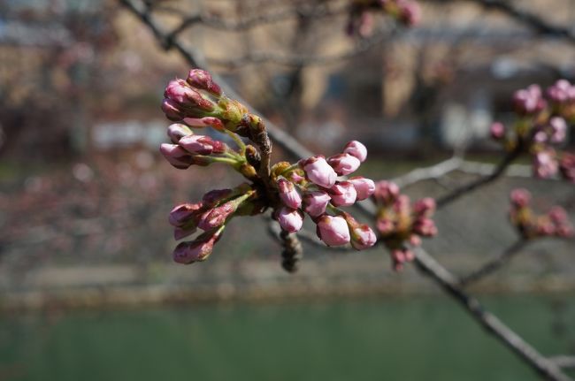 今日４月２日に京都東山から銀閣寺までの「哲学の道」を散策。<br />残念ながら桜は蕾だったのですが、この暖かさだと２～３日もすれば咲きだすでしょう。<br /><br />