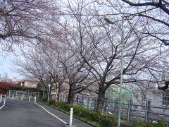 田園調布でお花見（下見編）