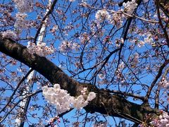 名古屋  山崎川の桜