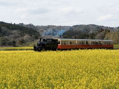 満開の菜の花と小湊鐵道