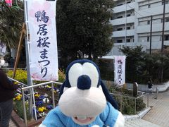 グーちゃん、鴨居桜祭りを視察する！（グー散歩/桜はまだまだ、春遠し・・・編）