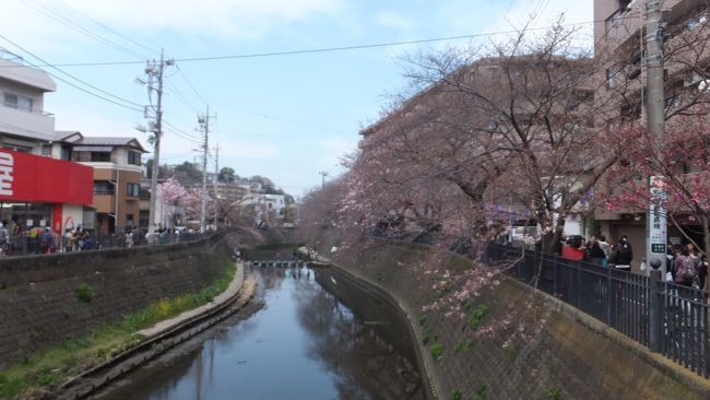 本来、この時期はベトナムのダナンに居たはずでしたが、例の「○るみくらぶ」デフォルトの影響で、ダナンには飛べず桜でも観に行こうと、横浜では桜の名所として人気の大岡川に行ってきました。<br /><br />神奈川県の桜は、３月２３日に宣言どおりの開花したものの、その後の低気温で思った以上に開いていませんでした。<br />まだ、２～３分咲きでしょうか？<br />暖かくなる今週半ば～末頃が正に見頃の満開でしょうか・・・。