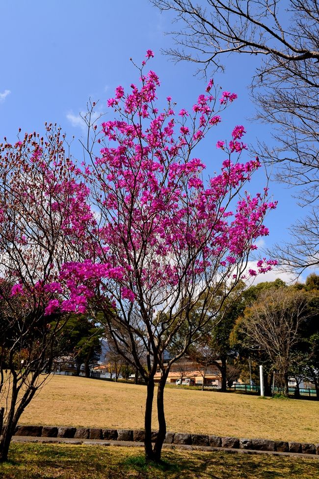 　4月になっても開花しない桜を待ち切れずに、別府まで様子を見に行ってきました。<br />　ソメイヨシノや枝垂れ桜はまだでしたが、ヤマサクラやミツバツツジがも見ごろで、春の到来を告げていました。