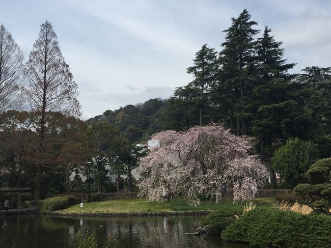 静岡の街は毎年４月初旬に「静岡廿日会祭」（はつかえさい）が開催され、市内の大通りには家康公の大御所に扮した俳優が行列で練り歩き、咲き始めた桜の花とともに春の風物詩が見られました。<br /><br />本日は、城北公園～静岡浅間神社～浅間通り～駿府城公園と街歩きして途中でランチを楽しみました。<br />城北公園は、旧制静岡高校（現静岡大学）の広大な敷地跡を利用して造園され、市民憩いの場として多くの人が訪れます。<br /><br />また駿府城は、家康公が大御所として晩年を居住してこの地で死去されました。