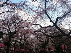 三嶋大社で桜詣