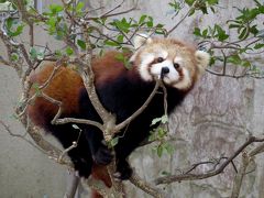 初春のレッサーパンダ紀行【４】 八木山動物公園　やっと会えたコナツちゃん！！ ２０１６年生まれの国内仔パンダ詣でやっとコンプ出来ました！！ 　