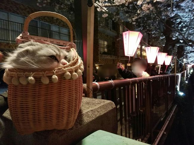 目黒川の夜桜<br />ライトアップは4月10日まで？時間は17時から21時までです。<br /><br />人出は中目黒駅側がかなり混んでいました。<br /><br />池尻大橋駅側は露天も出ていなく寂しい感じですが、ゆっくり見れます。<br /><br /><br />夜はこの日しか来れそうにないので来てみました。<br /><br />桜が終る頃、朝と昼の目黒川の桜の旅行記アップしたいと思います。