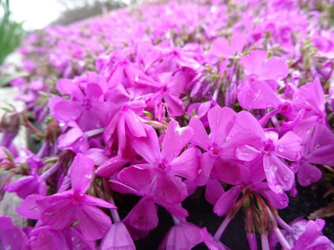 相模原市付近を流れる相模川土手沿いの芝ざくらを見てきました。<br />満開には少し早かったものの、それなりに咲いている様子を楽しめました。<br /><br />芝桜は、JR相模線沿いのプチ散歩の最後に立ち寄りました。<br />厚木にあるメグミルク海老名工場、寒川の寒川神社の後で、相模川の芝桜を見に来ました。