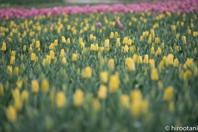 木曽三川公園のあと、毎年恒例のなばなと里のチューリップ祭りとイルミネーションを見に行きました。三時ごろに到着し、七時半ぐらいまでの長丁場です。<br /><br />なばなの里は家から二十分ぐらいの場所にあり、年に何度も訪れます。イルミネーションは、以前はウィンターイルミネーションとして、冬限定だったのですが、最近は春まで続いています。<br /><br />夕方になると、バスが何台も連なってやってきます。最近は、中国を中心とした海外からのお客様の姿も多く見かけるようになりました。