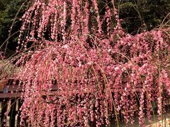 あげきのお雛様と結城神社のしだれ梅と関宿