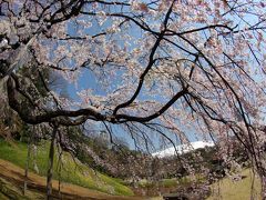 しだれ桜満開の小石川後楽園へ