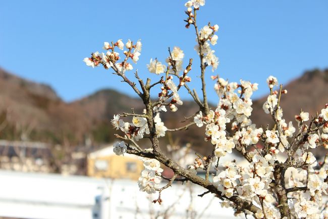 4月になりあんずが4月上旬に花をつけるということで、あんずの里を訪ねることにしました。元からのあんずの里(長野市松代町東条菅間)に行きました。松代には松代城があり、元々、海津城と呼ばれていた城で、武田信玄が山本勘助に命じて築いた城です。甲州流築城術の特徴を強く持ち、武田氏築城の代表的な城のひとつとされています。松代城と改名されたのは、江戸時代に真田信之が入城してからのことです。現在は海津城址公園として整備されており、太鼓門、堀、石垣、土塁などが復元されています。また付近には江戸末期の御殿建築である真田邸や真田宝物館があります。さらに佐久間象山の関係施設も残っている中でも象山神社もある。また、江戸時代の藩校としては水戸の弘道館、会津の日新館と共に知られている松代の文武学校が現存している。そのほか真田家ゆかりの施設もあるので歴史にある人ついでに訪問するにはいいでしょう。ではあんずの里に戻りますが、ここのあんずに木はかなり古木も多いようである。残念ながら今年はまだこれからが本番ですので今週末以降がいいと思います。さらにいまあんずの里といえば、倉科・森地区である。ここではあんず祭りが行われます。いまは、まだつぼみがたくさんついていました。まつりは4月2日から16日ごろらしいのですが、開店休業状態でした。<br /> 東京から関越自動撞・上信越道・更埴JCTから長野ICから松代へ、東京から3時間程度で行けます。日帰りも可能です。